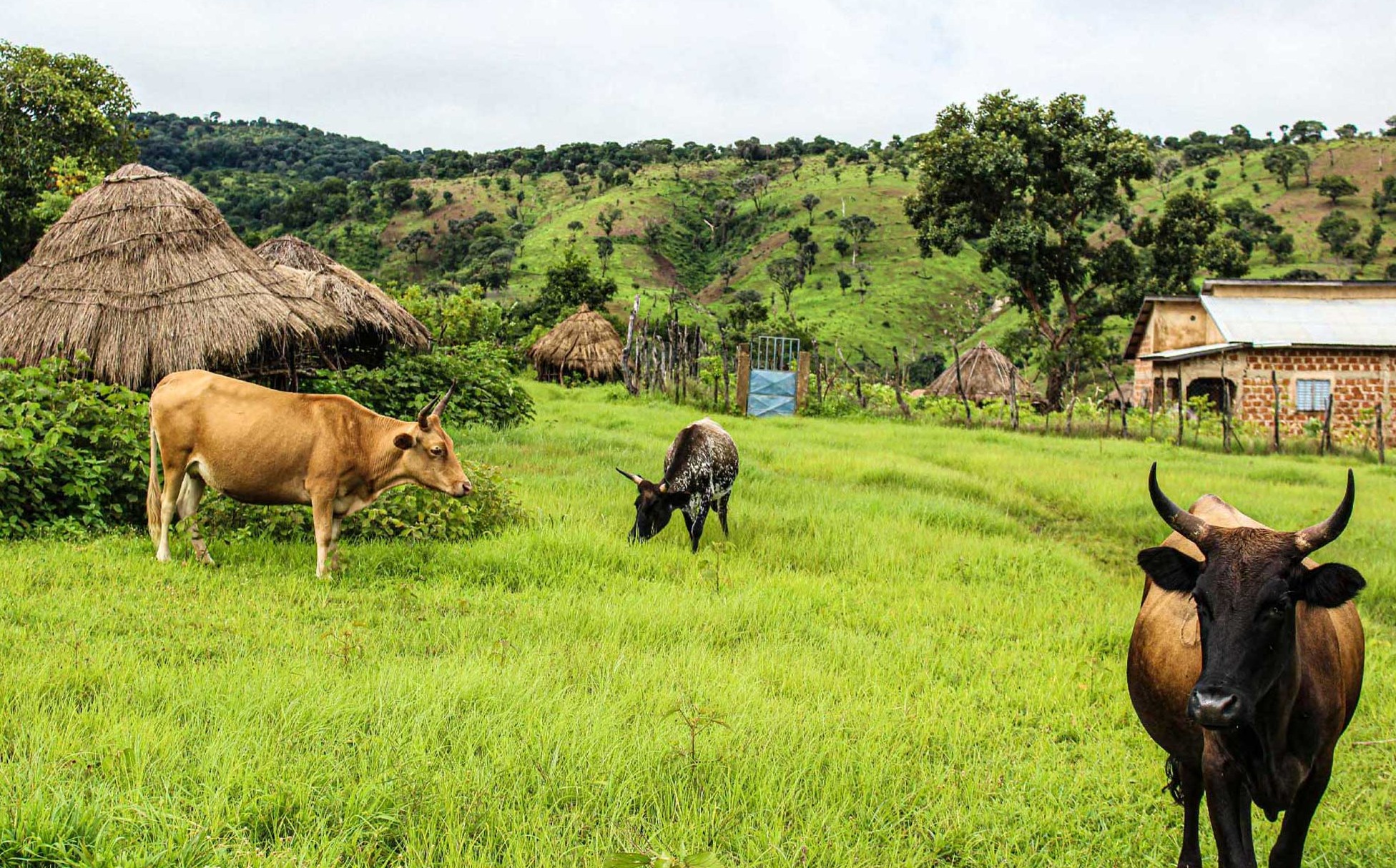 guinee labe vache fouta miranass2